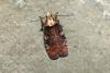 Agonopterix liturosa